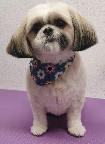 Anyone want to show me a photo of their dog ? 
