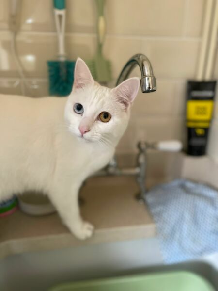 Can I lease just share this handsome boy? (Pure white with one green eye one blue!)