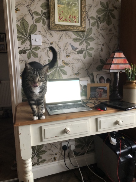 Can we have a cat photo thread ? I’m thinking of getting a cat 