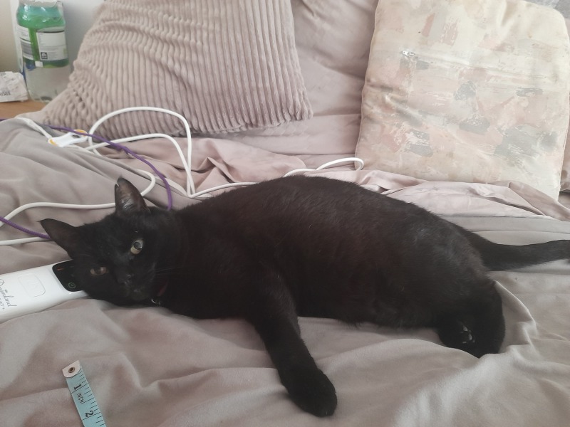 How long is your cat? (Especially if you have a smaller model).