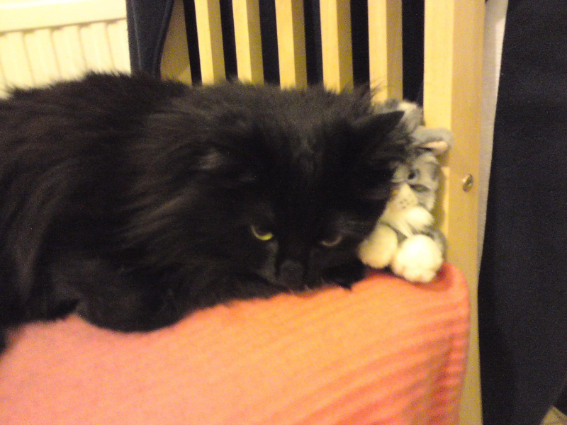 Can we have a cat photo thread ? I’m thinking of getting a cat 