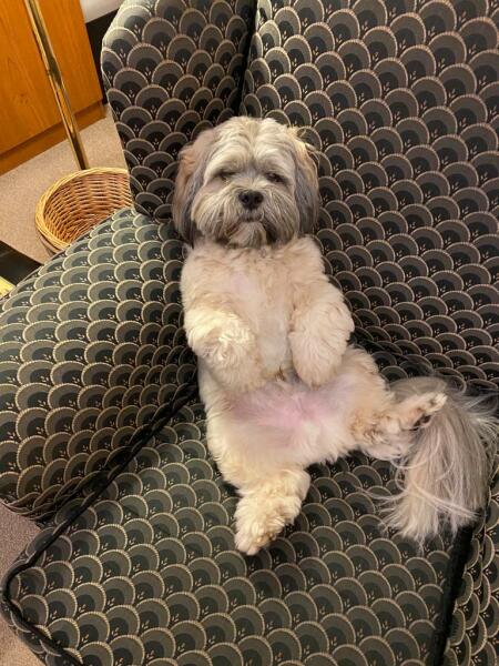 Maltese or Shih--tzu
