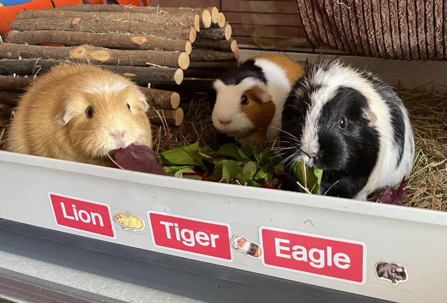 To ask to see your pets? 