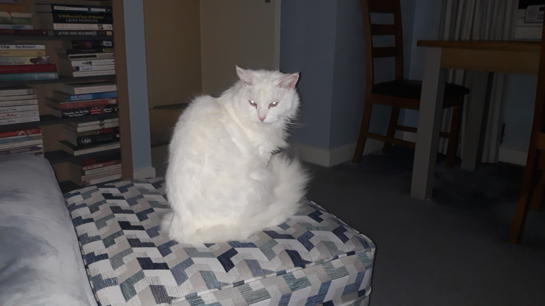 Hundreds of cats, thousands of cats, millions and billions and trillions of cats