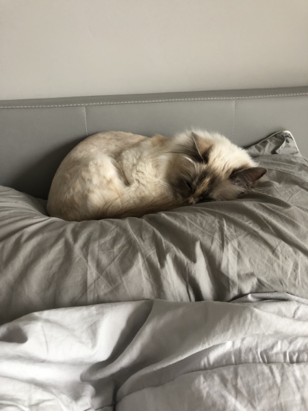 How many cats do you currently have?