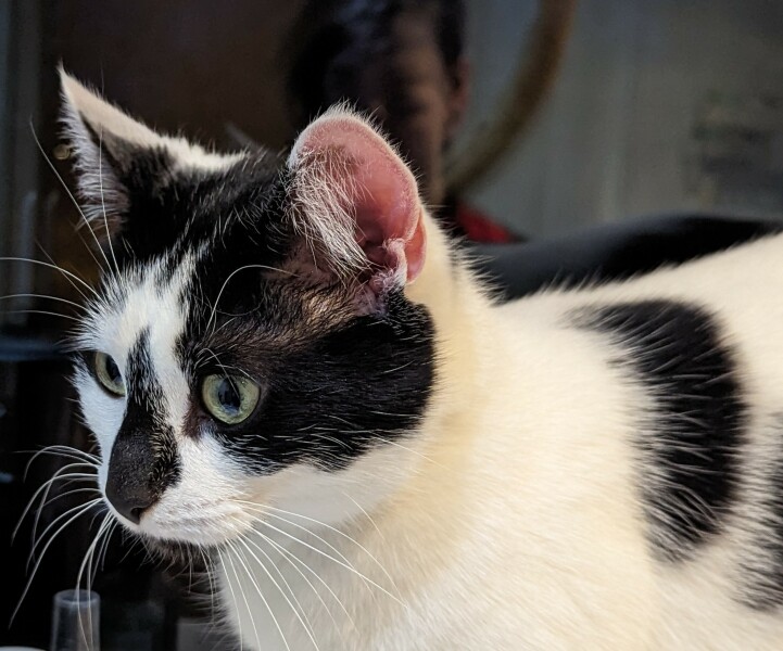 Bringing rescue cat home