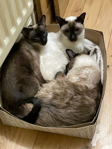 Does anyone have a cat who chooses to stay indoors?