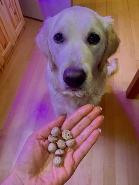 Puppy Survival Thread - as we approach Fireworks night for the first time…