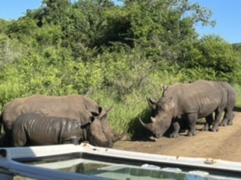 Safari with toddler and baby