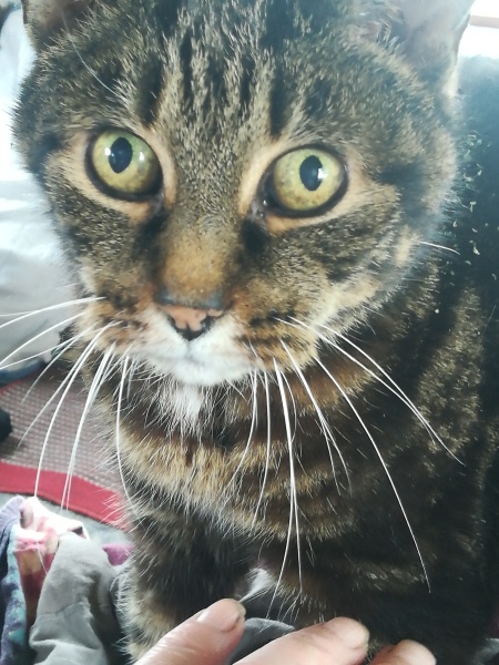 Can we have a cat photo thread ? I’m thinking of getting a cat 