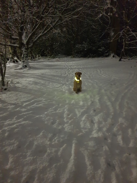 The dog is my favourite.