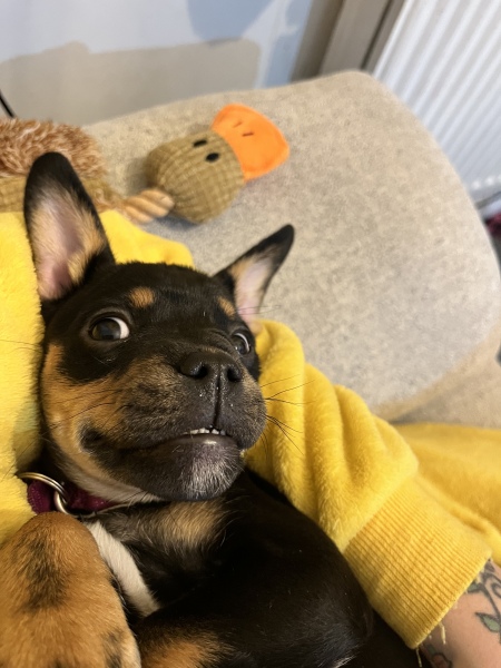 Puppy Survival Thread - as we approach Fireworks night for the first time…