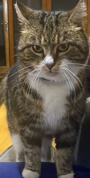 Neighbours cat ?