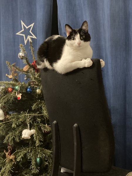 To ask to see your pets? 