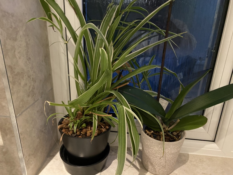 What do you keep on your bedroom window sill? 