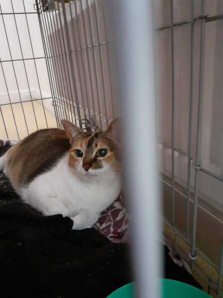 A slight update regarding Peppa the kitten