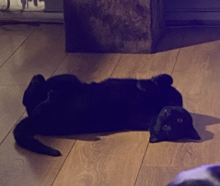 Can we have a cat photo thread ? I’m thinking of getting a cat 