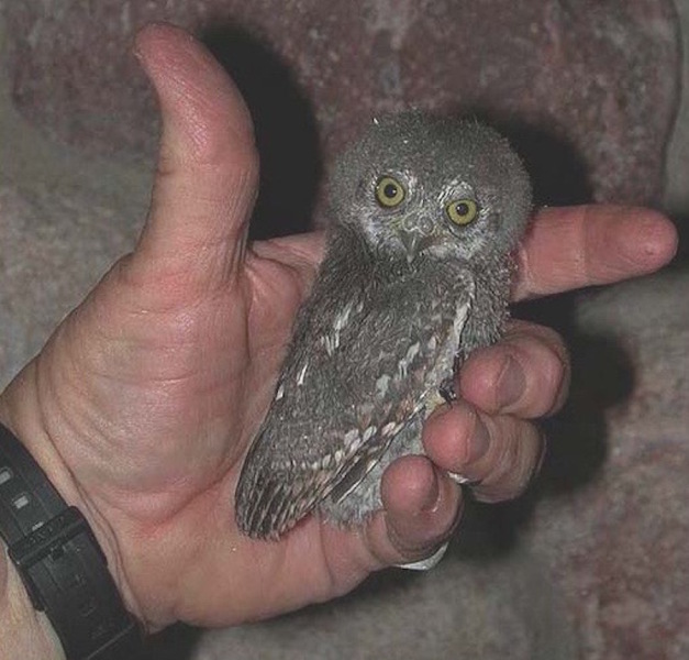 I need an owl.