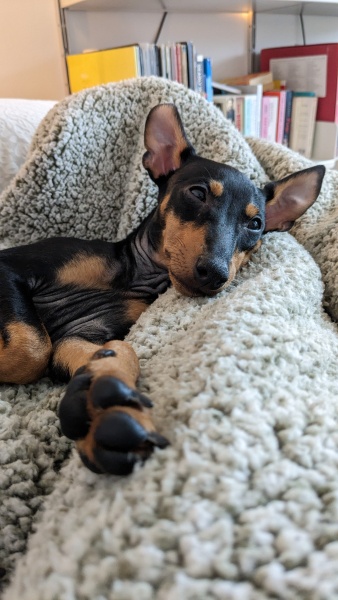 Puppy Survival Thread - as we approach Fireworks night for the first time…