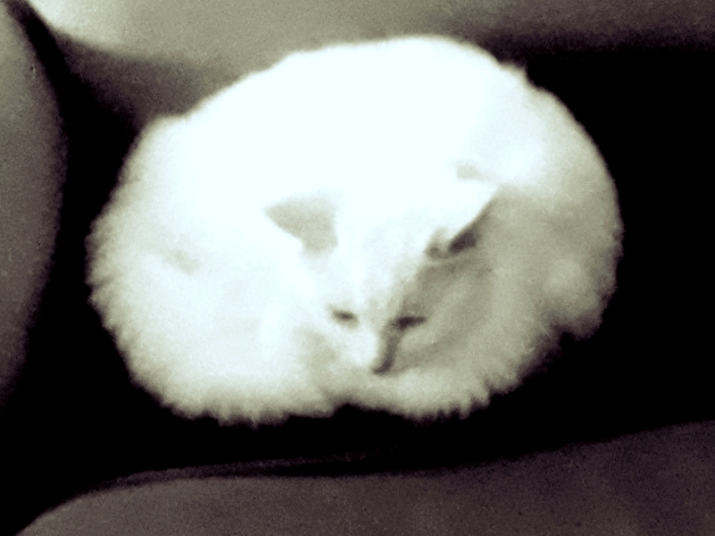 Hundreds of cats, thousands of cats, millions and billions and trillions of cats
