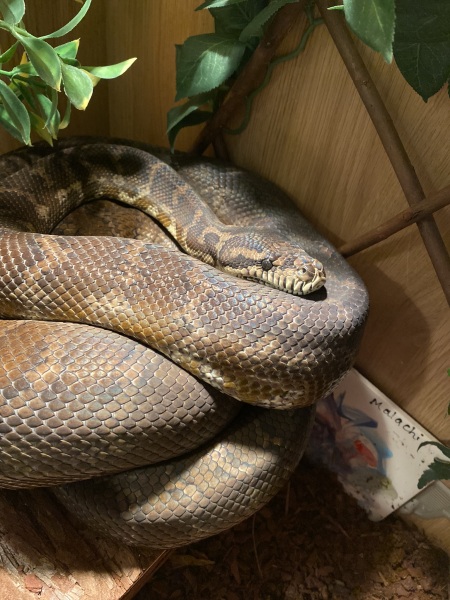 To ask to see your pets? 