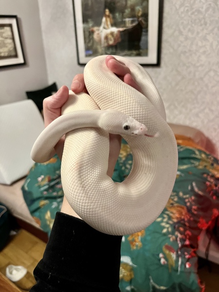 To ask to see your pets? 