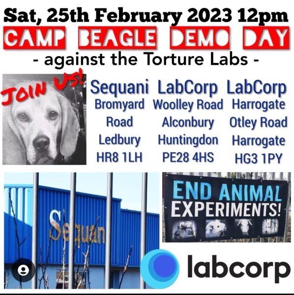 MBR ACRES - evil beagle breeders