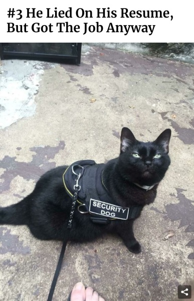 The co ap cat. Aubi to complain 