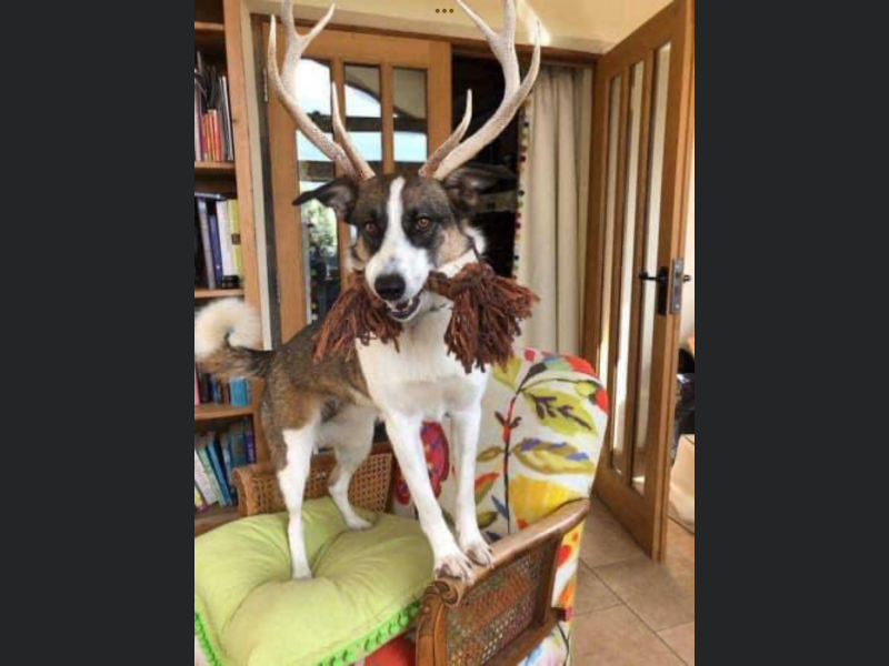 Anyone want to show me a photo of their dog ? 