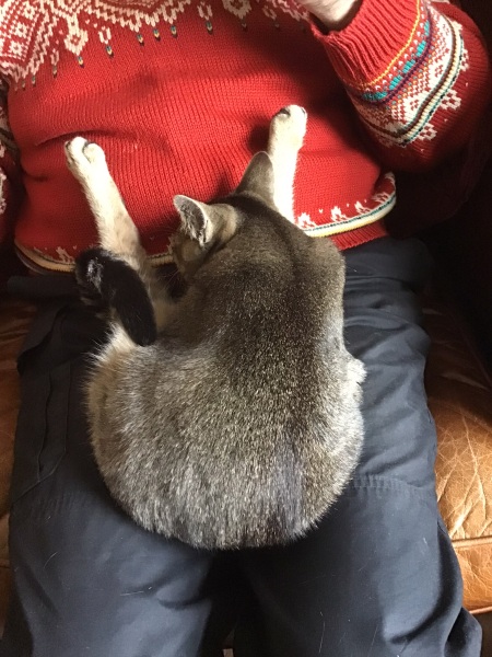 Can we have a cat photo thread ? I’m thinking of getting a cat 