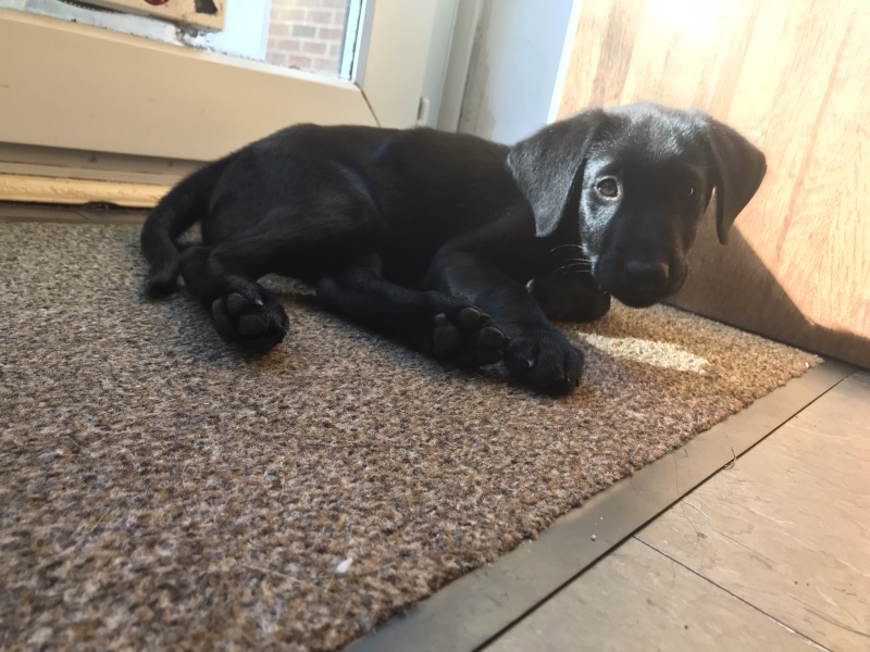 Puppy Survival Thread - as we approach Fireworks night for the first time…