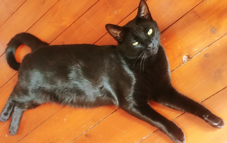 Help - Fussy cat with slow 'digestion' & stand-off with swapping to Katkin food