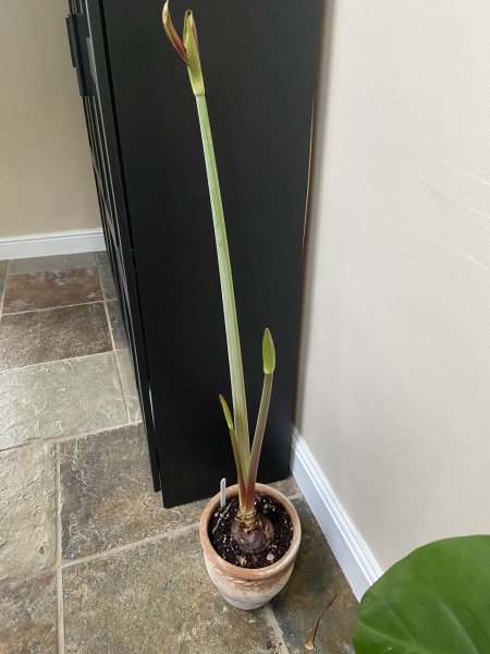 Who'd like an Amaryllis (Hippeastrum) thread?