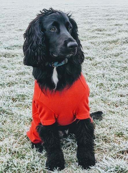 Are show cocker spaniels nice natured?