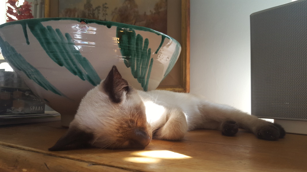 Can we have a cat photo thread ? I’m thinking of getting a cat 