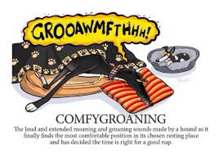 I have an appointment to view a greyhound today at the animal sanctuary. Wish me luck.