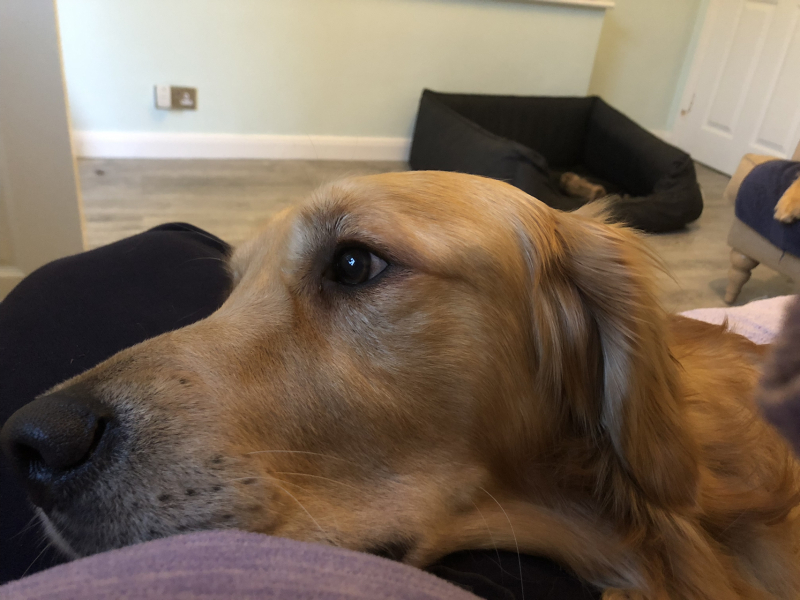 To ask to see your pets? 