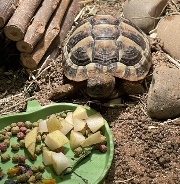 Baby tortoise trying to hibernate? Help!