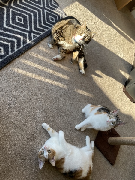 Multiple cat households - I need your help!!