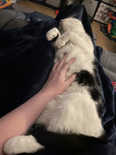 Hundreds of cats, thousands of cats, millions and billions and trillions of cats