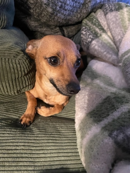 Having my tiny girl spayed tomorrow.  Changing my mind.