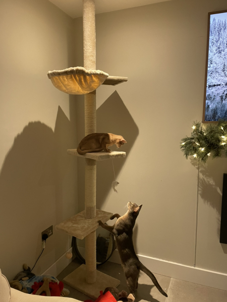 New kitten a big mistake?