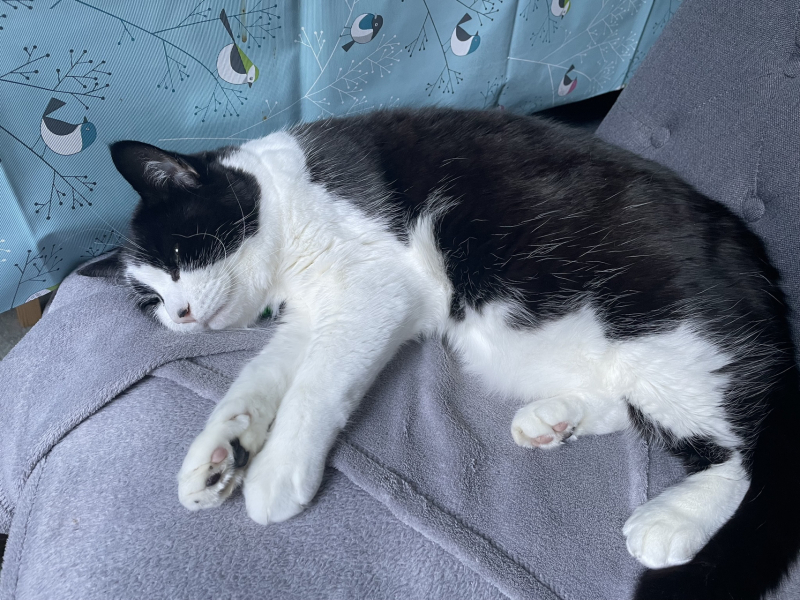 Can we have a cat photo thread ? I’m thinking of getting a cat 