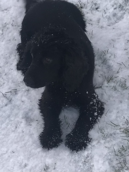 Are show cocker spaniels nice natured?