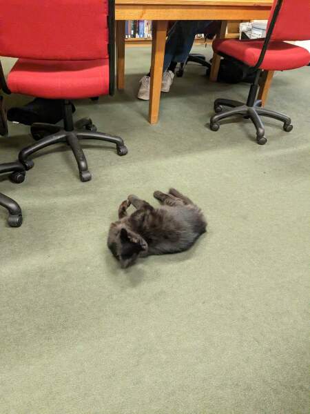Hundreds of cats, thousands of cats, millions and billions and trillions of cats