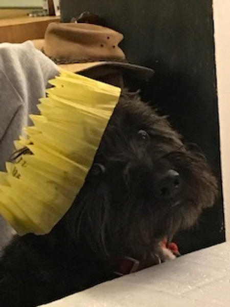 Anyone want to show me a photo of their dog ? 