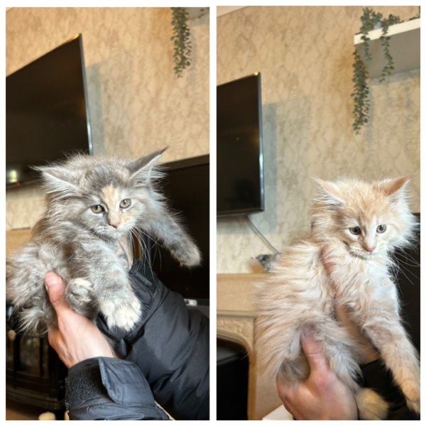 Maine coon kittens