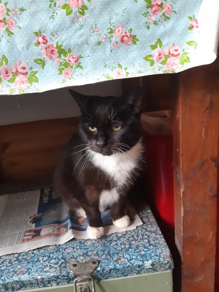 Can we have a cat photo thread ? I’m thinking of getting a cat 