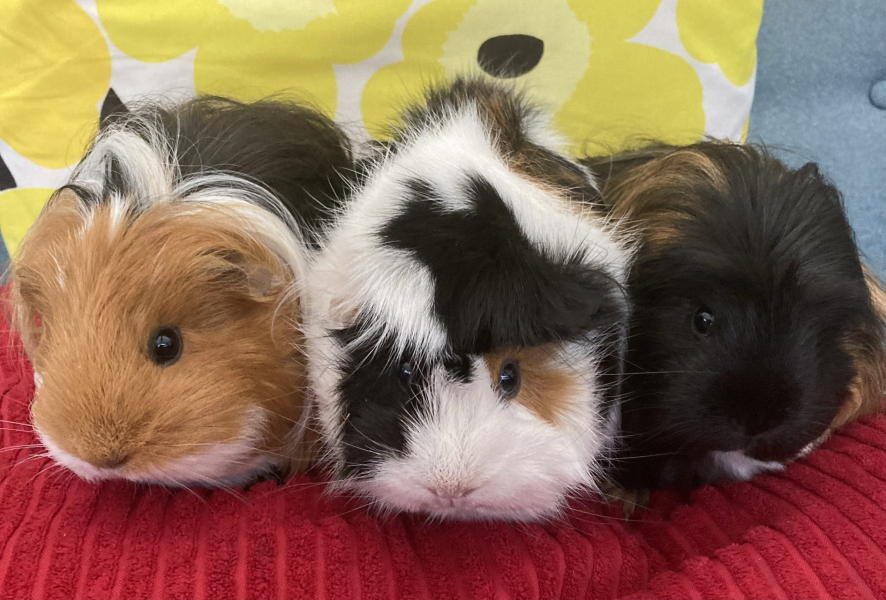 To ask to see your pets? 