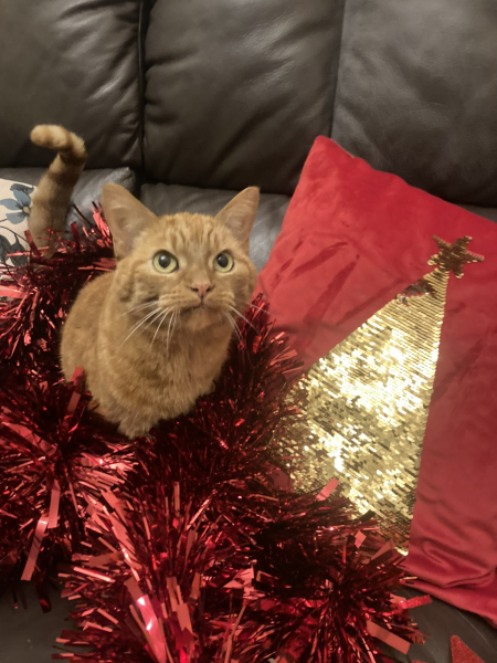 Can we have a cat photo thread ? I’m thinking of getting a cat 